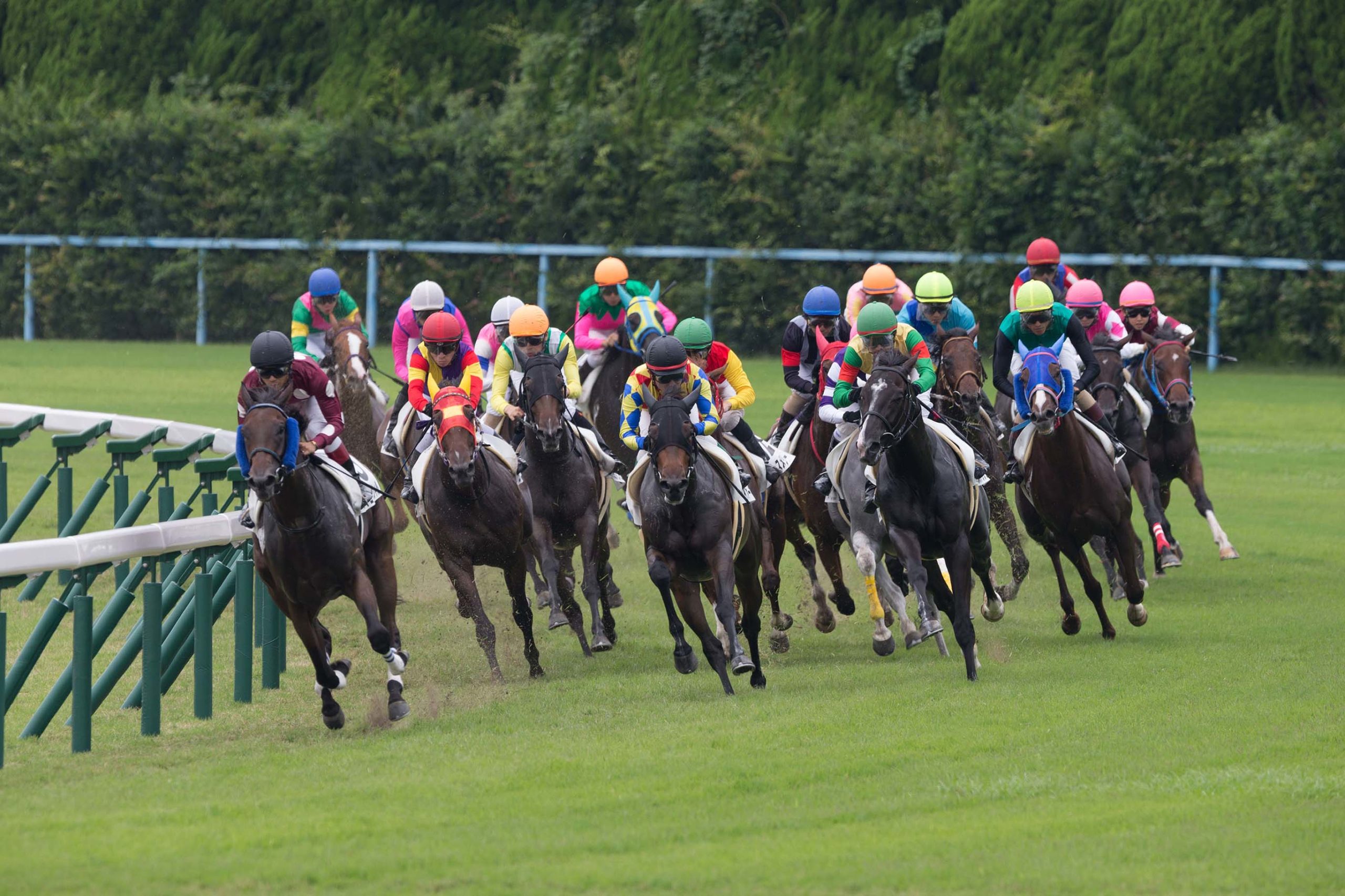 Thoroughbreds racing